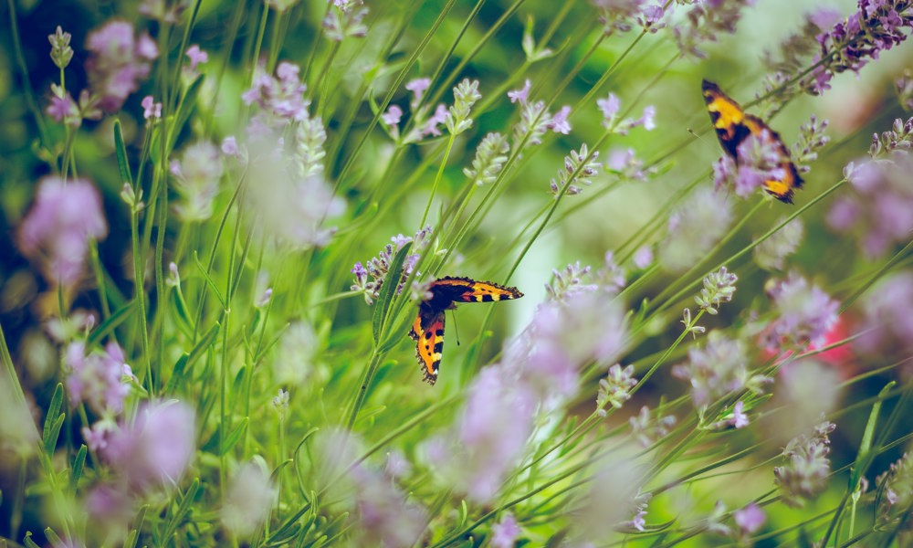 Sådan gør du haven til et naturparadis