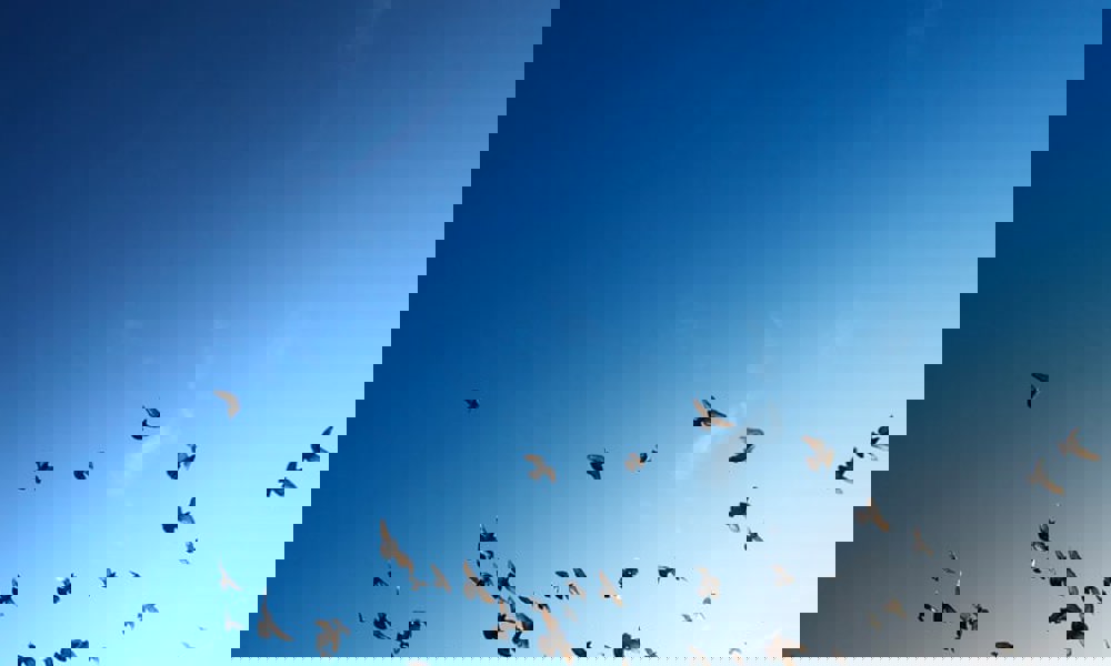 På tur til Bøjden Nor