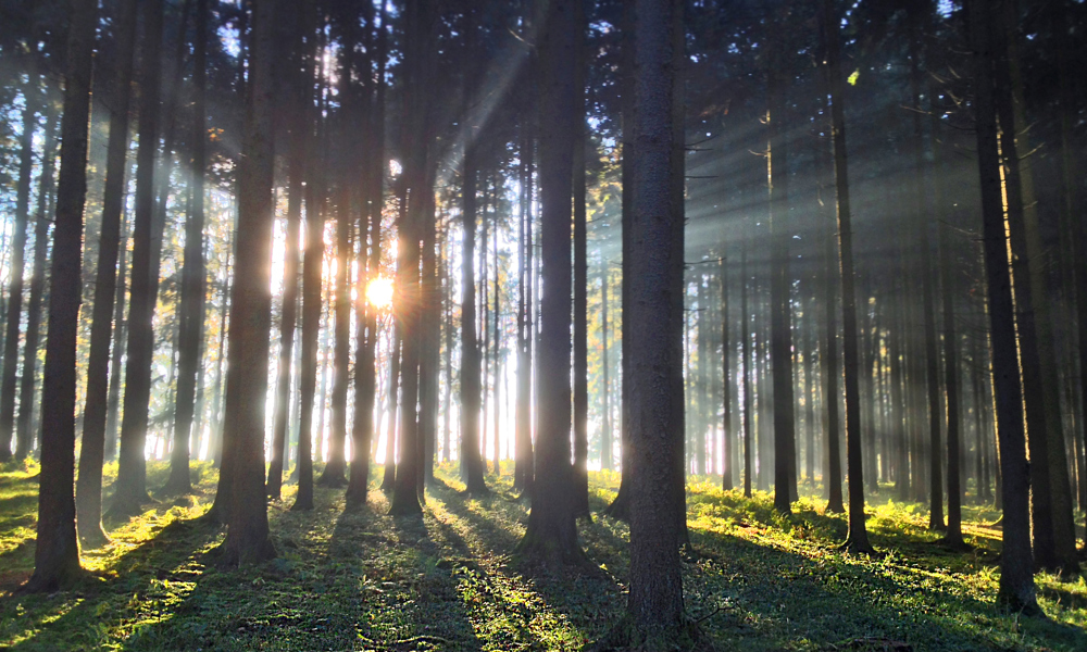 Gud eller  videnskab?