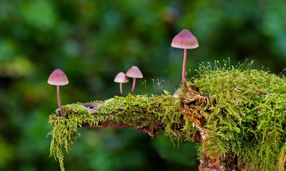 Vilde vinkler – fire foredrag om biodiversitet