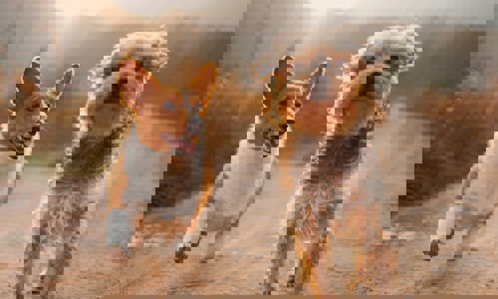 Tag en tænkepause: Hunde